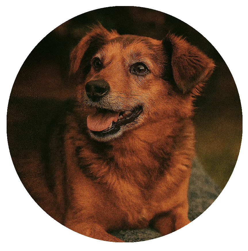 foto CALABAZA testimonio circulo foto CALABAZA testimonio circulo