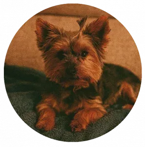 Magdalena T.P.(México)