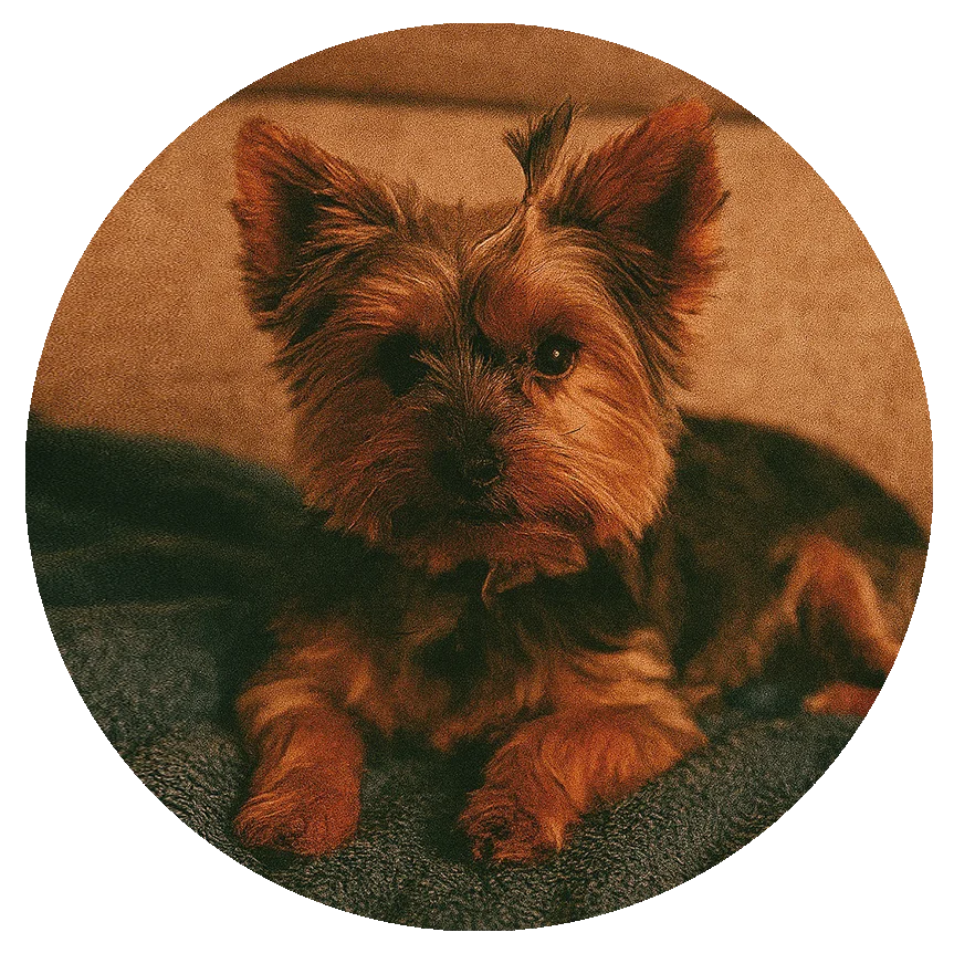 foto CHARRITO testimonio circulo foto CHARRITO testimonio circulo