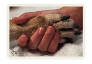 Culpa tras la eutanasia de tu perro: la decisión más difícil del amor