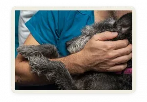 No pude despedirme de mi peludo: cómo sanar cuando el final fue traumático